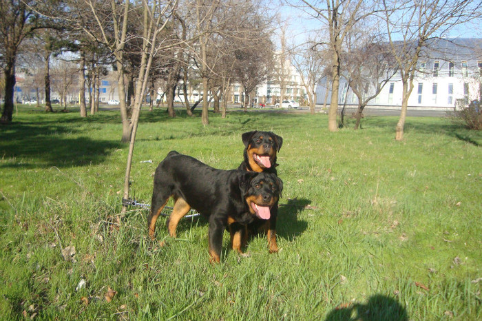 DSC02967 - rottweileri - 6 luni