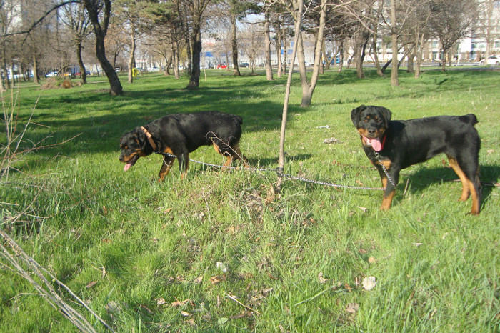 DSC02968 - rottweileri - 6 luni