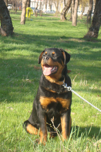 DSC02970 - rottweileri - 6 luni