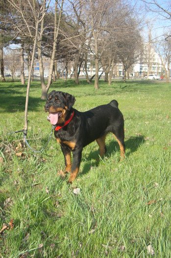 DSC02973 - rottweileri - 6 luni