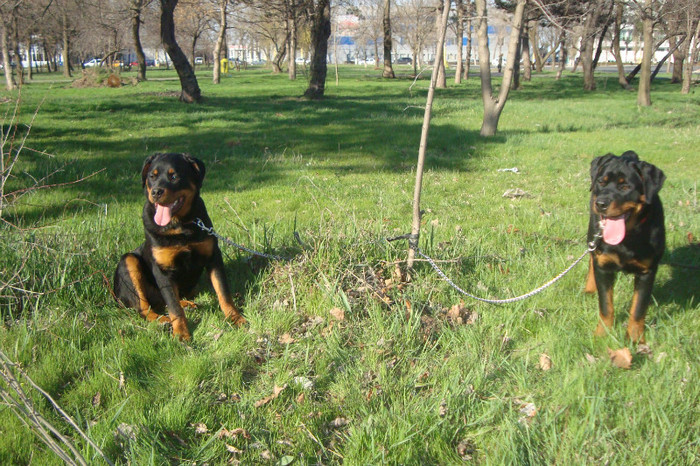 DSC02974 - rottweileri - 6 luni