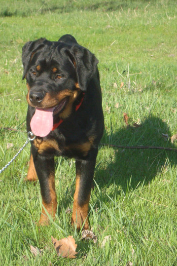 DSC02975 - rottweileri - 6 luni