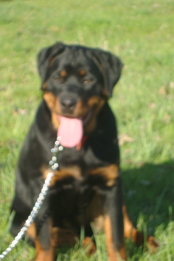 DSC02978 - rottweileri - 6 luni