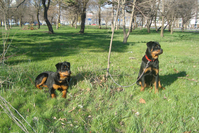 DSC02980 - rottweileri - 6 luni