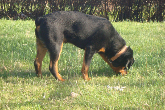 DSC02985 - rottweileri - 6 luni