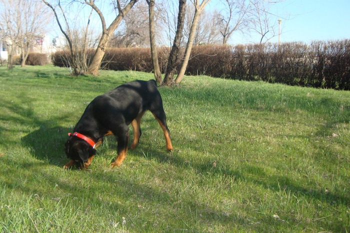 DSC02986 - rottweileri - 6 luni