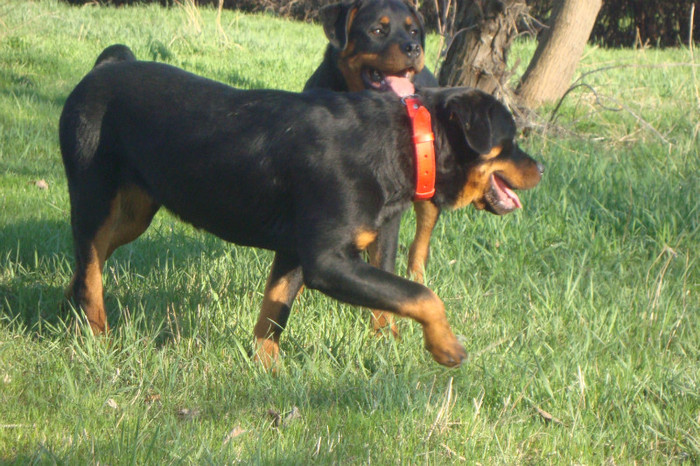 DSC02989 - rottweileri - 6 luni