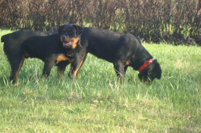 DSC02991 - rottweileri - 6 luni