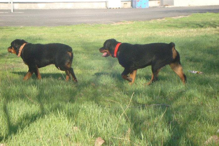 DSC03006 - rottweileri - 6 luni