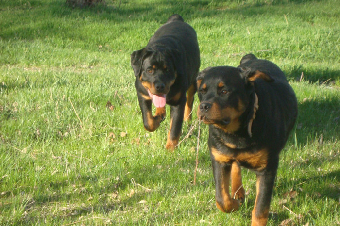 DSC03007 - rottweileri - 6 luni