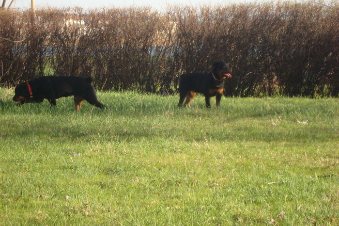 DSC03009 - rottweileri - 6 luni