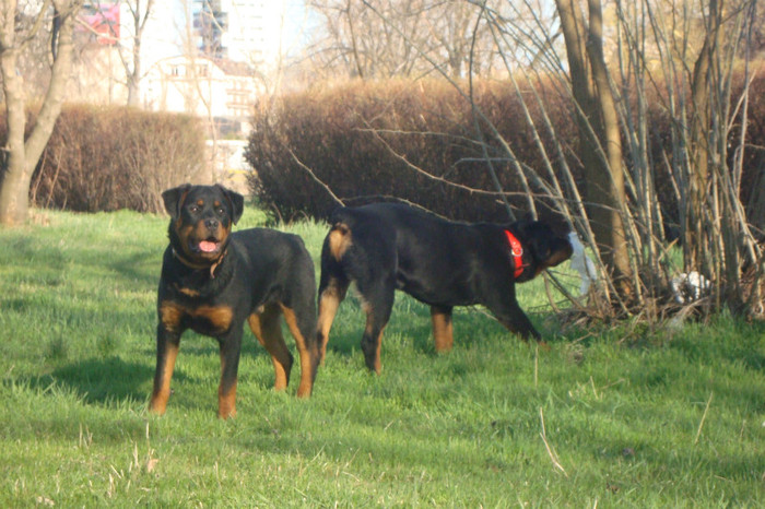 DSC03016 - rottweileri - 6 luni