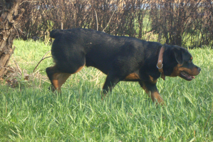 DSC03018 - rottweileri - 6 luni