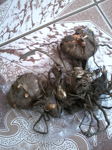 bulbi de cana si tuberoze - flori cumparate de la Hapy