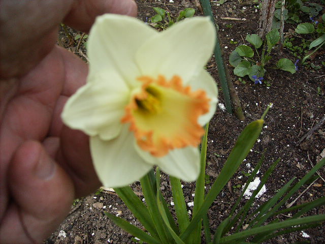 printre primele narcise - flori de Aprilie 2012