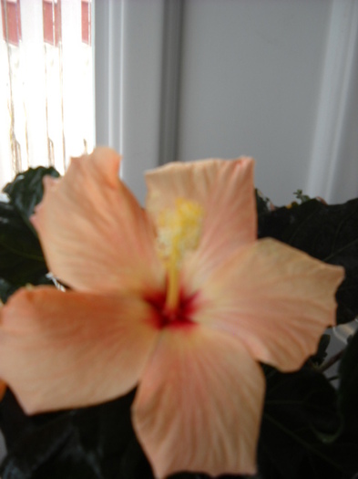 3.04.2012; 006 - HIBISCUS - 2012