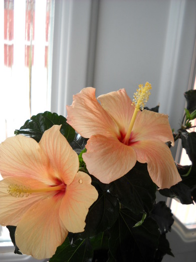 3.04.2012;o pereche! - HIBISCUS - 2012