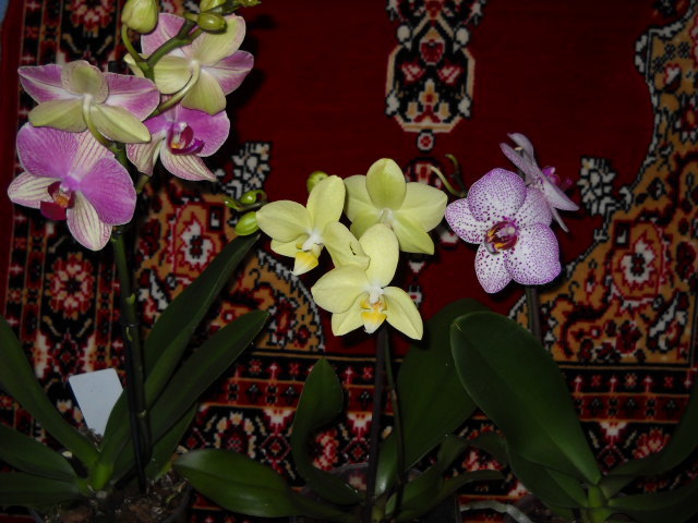 martie 041 - 2012- Orhideea