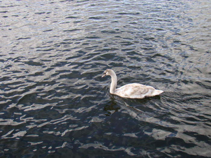 DSC07468 - Stockholm