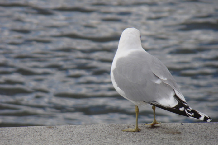 DSC07553 - Stockholm