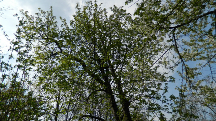 DSCN1418