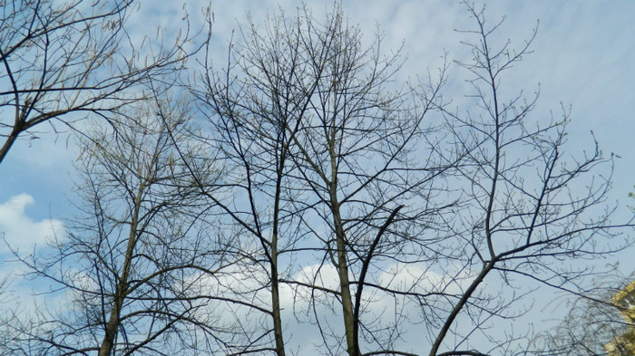 DSCN1429