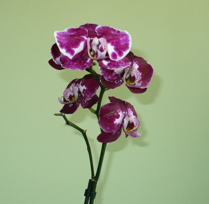P1370745 - Orhidee 2012