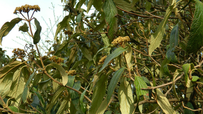 DSCN1465