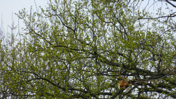 DSCN1474
