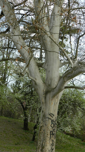 DSCN1475