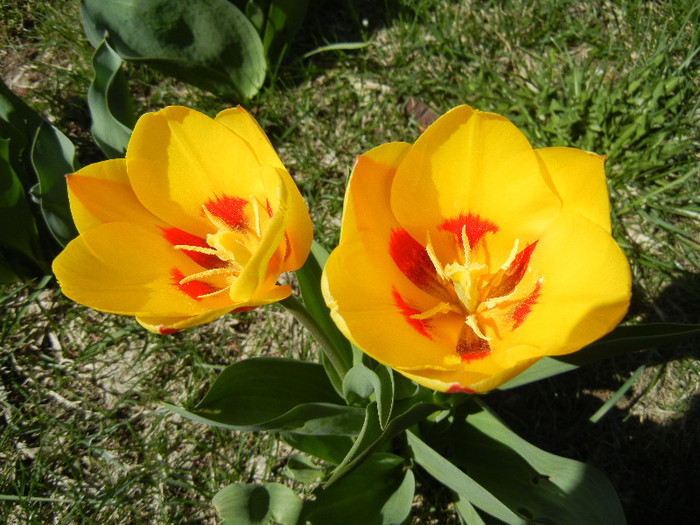Tulipa Stresa (2012, April 03)