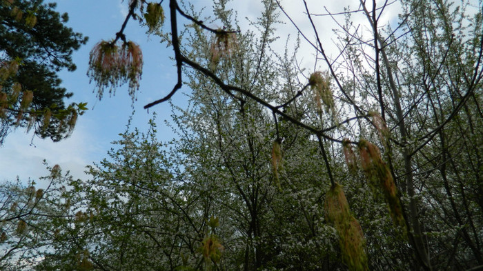 DSCN1493