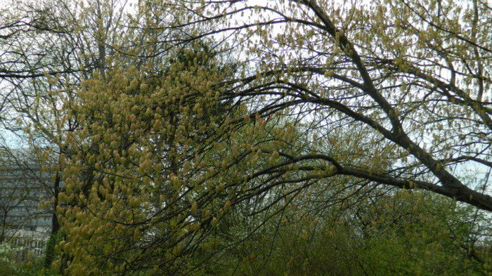 DSCN1497