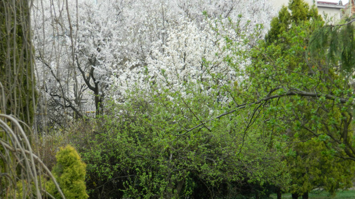DSCN1515