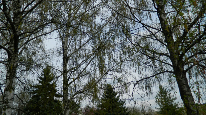 DSCN1519