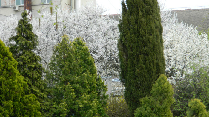 DSCN1521