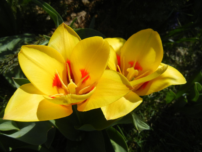 Tulipa Stresa (2012, April 03)