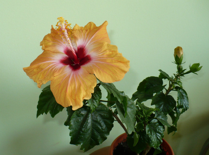 3 aprilie - hibiscusi 2012