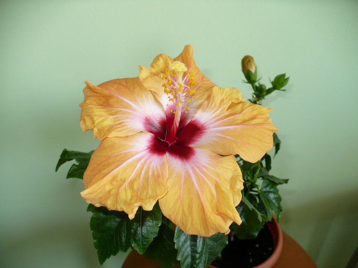P1370748 - hibiscusi 2012
