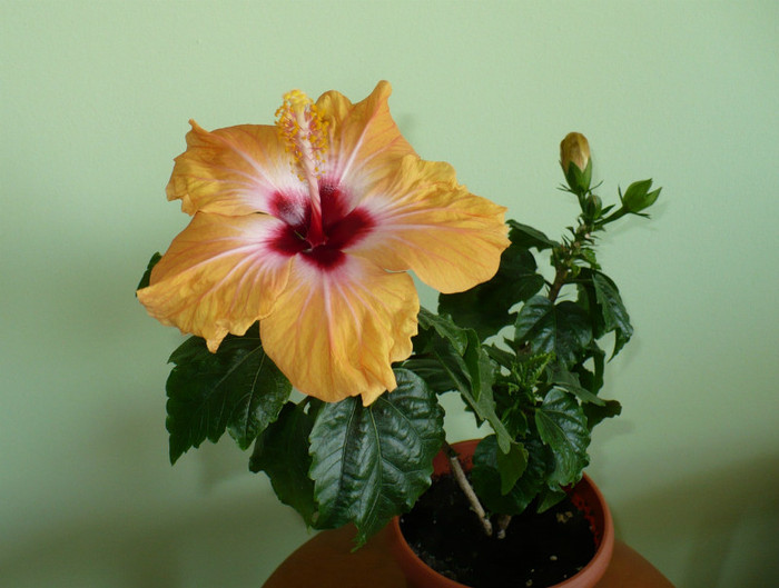 P1370759 - hibiscusi 2012