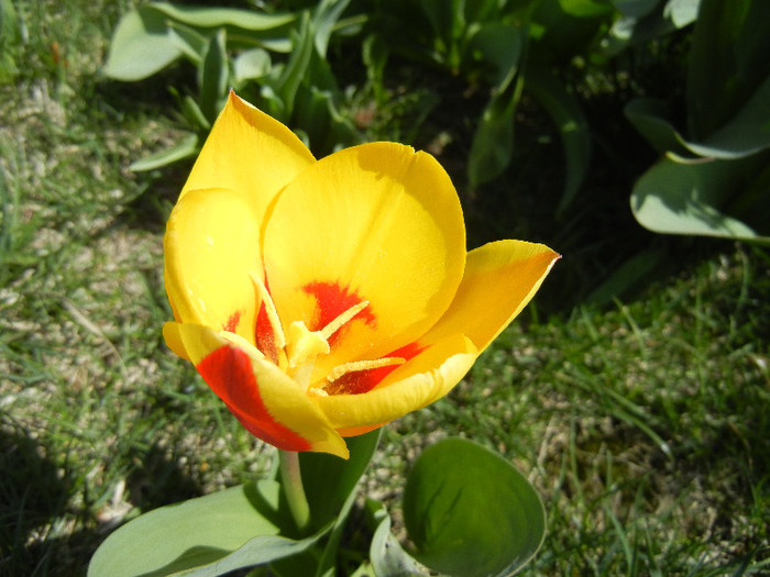 Tulipa Stresa (2012, April 03)