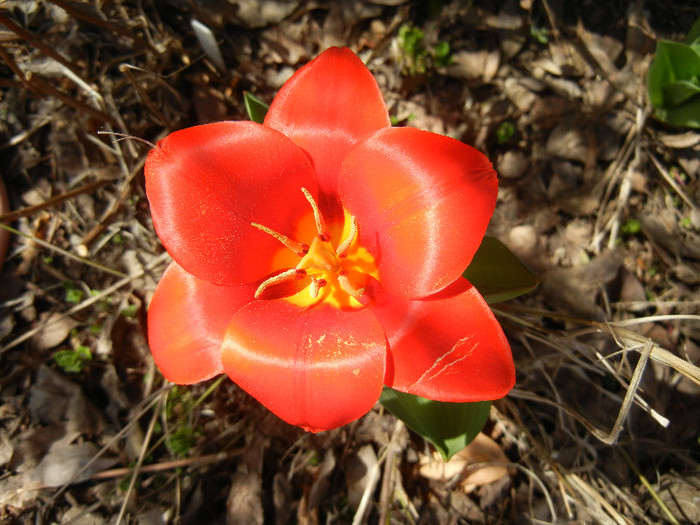 Tulipa Showwinner (2012, April 03) - Tulipa Showwinner