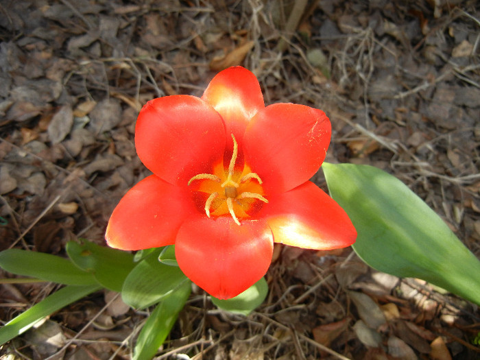 Tulipa Showwinner (2012, April 03)