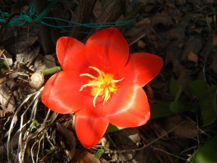 Tulipa Showwinner (2012, April 03) - Tulipa Showwinner