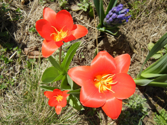 Tulipa Showwinner (2012, April 03) - Tulipa Showwinner