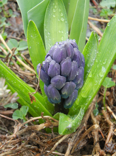 Hyacinth Peter Stuyvesant (2012, Apr.01) - Hyacinth Peter Stuyvesant