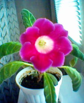 gloxinia - florii