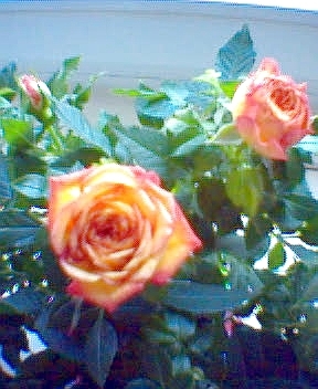trandafir pitic - florii