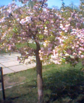 cires japonez - florii