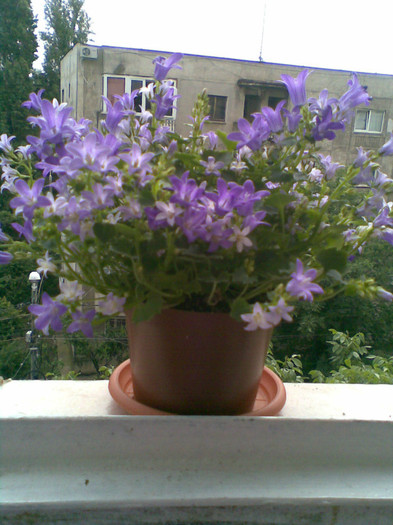 Campanula